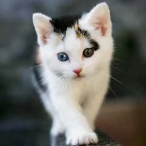 دانلود آهنگ بشه منه فداش بشمه منه با صدای باب اسفنجی دانلود آهنگ بشه منه فداش بشمه منه با صدای باب اسفنجی