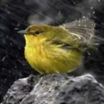 دلبر منو دیوانه کردی با صدای بچه
