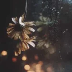وابسته نشو از هایده