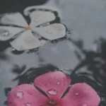 اکس بند فابمی به مولا