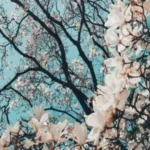 ابرو کمون بالا بلندی عربی