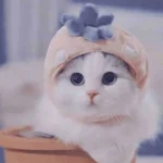 چشم خمار هزار هزار دیدم