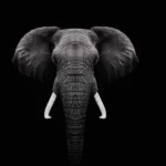 آلبوم پوری فیل