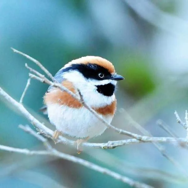 دانلود آهنگ شاپور باطل