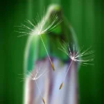 عشق جانم امام زمانم