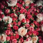 آشنای من من غریبم بی تو با صدای زن