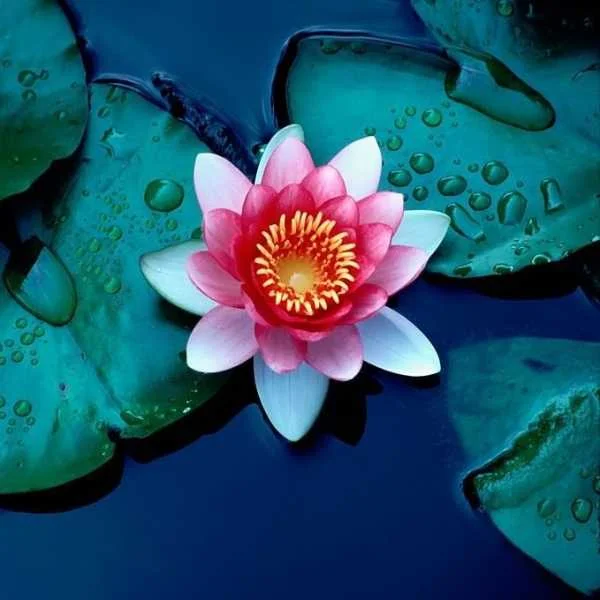 دانلود آهنگ بدون تو یه مروارید مشکی بی صدف من ته مردابم