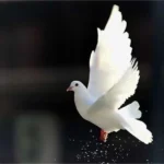 کبوتر دل با صدای زن