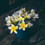 آهای برگ گل یاس