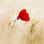 دخترم نبینم گریه کنی دنیارو گشتم مثل تو نیست