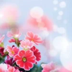 نمیشه ازت دل کند تو که از همه عالم و آدم سری هایده