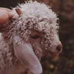 ببعی تو بازیگوشی