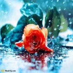 دیشب که بارون اومد یارم لب بوم اومد ریمیکس