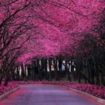 هرچی دارم سی تو دارم با صدای زن