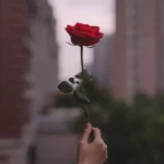 آن گل سرخی که دادی