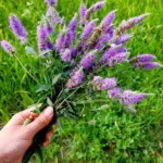 دشت پونه های وحشی