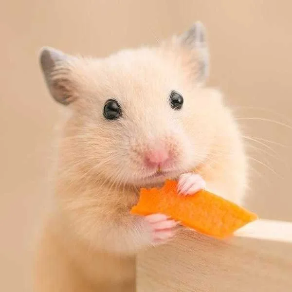 دانلود آهنگ میدم انگشتت کنن همستر