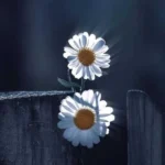 تو مثل گلی ریمیکس