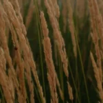 چشات تله ان دستات منو بلدن