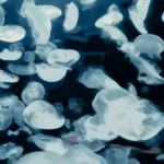 فردا تو میایی بی کلام