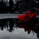 زیبای ناز عجب عشقی شد آغاز