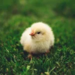 آی منیم جوجه لریم