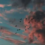 مثل یه پرنده که همه پراشو چیدن