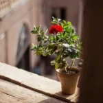 اگه تو از پیشم بری شمعدونیا دق میکنن