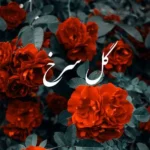 دانلود آهنگ علی سورنا گل سرخ