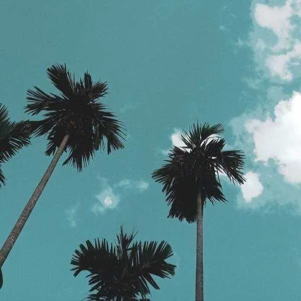 دانلود ریمیکس نخل و بلوط