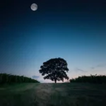 چنی تنیاس تنیاس دلم