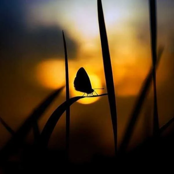 دانلود آهنگ اگر خانه را پر از گل رز کنم