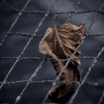 با گریه خوابیدم شبی که راحت واست صبح شد