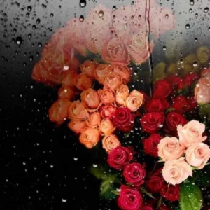 آهنگ گلم دردانه دانه دان