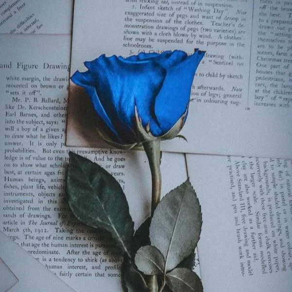 دانلود آهنگ شیرینه یارم شیرینه ریمیکس دانلود آهنگ شیرینه یارم شیرینه ریمیکس