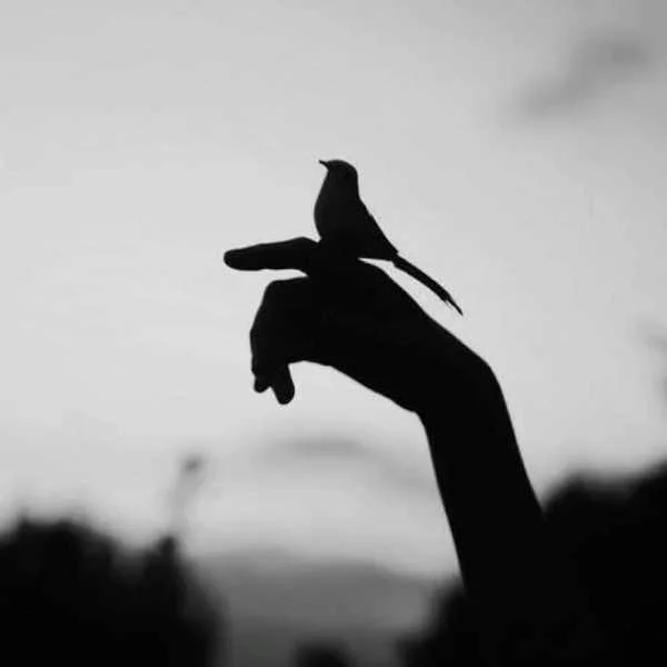 دانلود آهنگ زبونمو بستی با محبت ای یار دانلود آهنگ زبونمو بستی با محبت ای یار