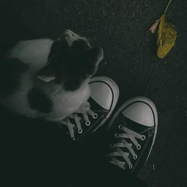 دانلود آهنگ اوارگی بیچارگی