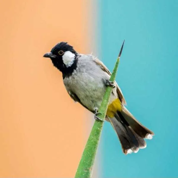 دانلود آهنگ ﺑﻠﺒﻞ ﭘﺮ ﻛﺮده آوای ﺗﻮ ﻛﻮ دانلود آهنگ ﺑﻠﺒﻞ ﭘﺮ ﻛﺮده آوای ﺗﻮ ﻛﻮ