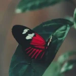 ریمیکس به چشمای تو سوگند