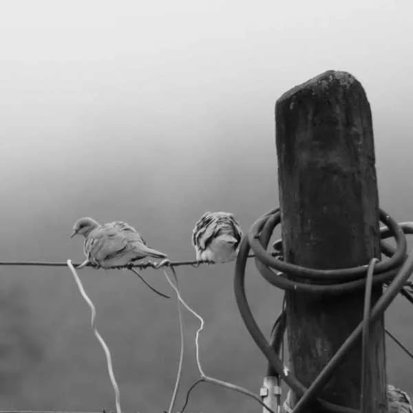 دانلود آهنگ کبوتر بچه کرده کاش بودی و میدیدی