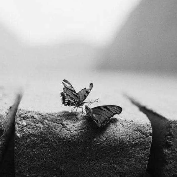 دانلود آهنگ تو هستی هستی منو دلیل مستی منو