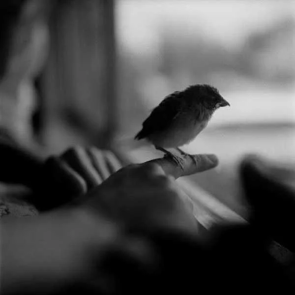 دانلود آهنگ همه ادما بخوان از تو نمیکنم من