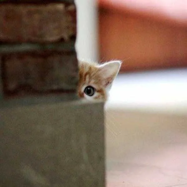 دانلود آهنگ باشه برو منم نبین