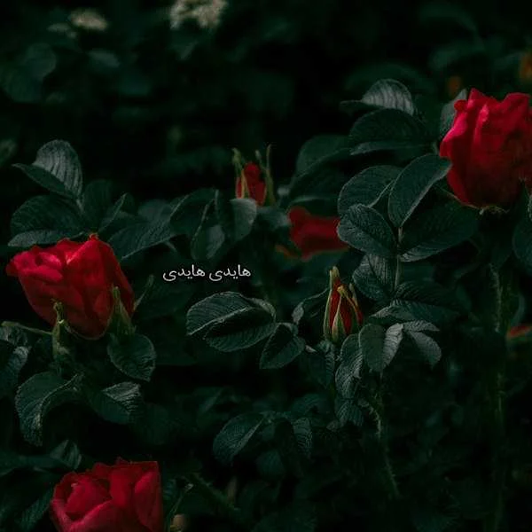 دانلود آهنگ هایدی هایدی