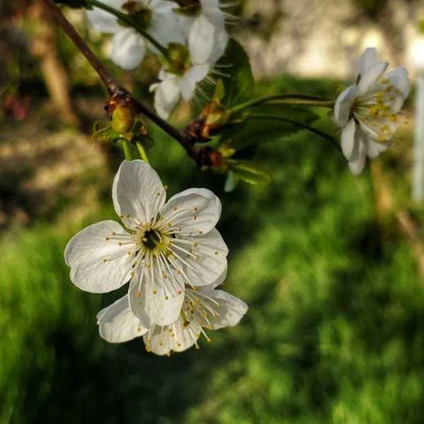 دانلود آهنگ بهاره بهاره دلم آروم نداره