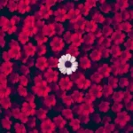 عشق که در میزنه