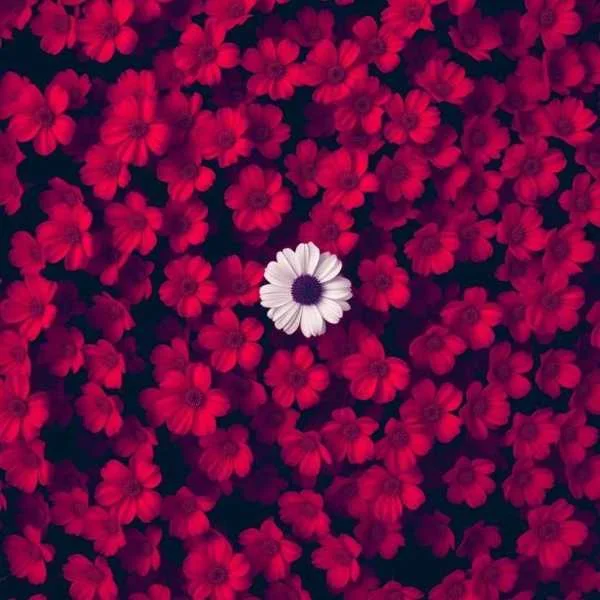 دانلود آهنگ عشق که در میزنه دانلود آهنگ عشق که در میزنه