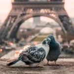 کاش کبوتر میبودم