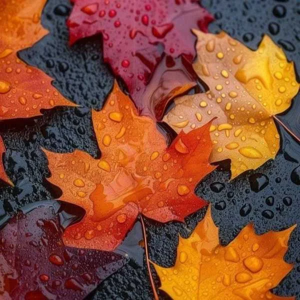 دانلود آهنگ مثل باد سرد پاییز