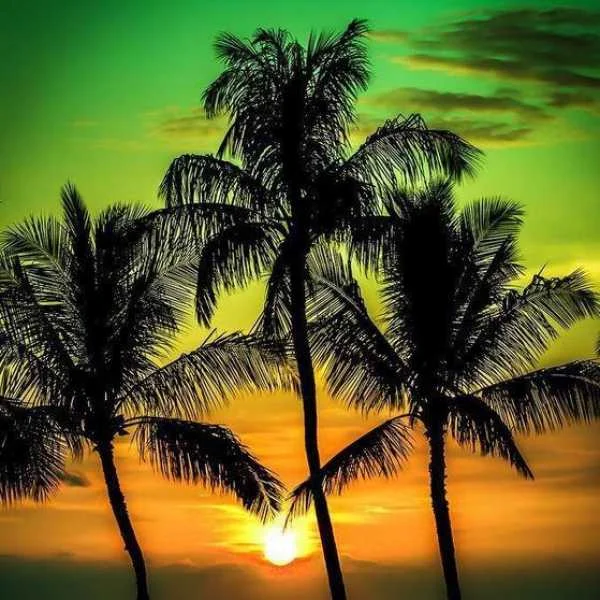 دانلود آهنگ زیر او نخل بلندو سر او کیچه قشنگو دانلود آهنگ زیر او نخل بلندو سر او کیچه قشنگو